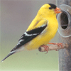 Bird Gold Finch