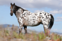 Appaloosa