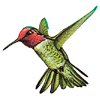 Bird Hummingbird