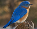 Bluebird