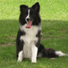 BorderCollie