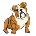 Bulldog