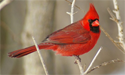 Cardinal