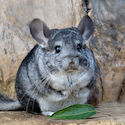 Chinchilla