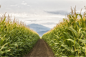 Corn Field