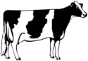 Holstein