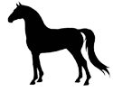 Morgan Horse