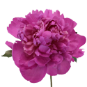 Peony