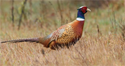 Pheasant