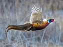 Pheasant flying