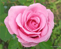 Pink Rose