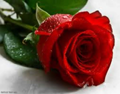 Red Rose2