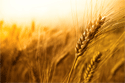 Wheat