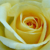 YellowRose